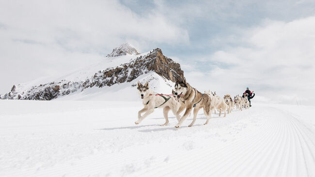 Dog-sleigh Trips