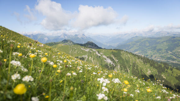 pré recouvert de fleurs colorées avec vue sur les Alpes.