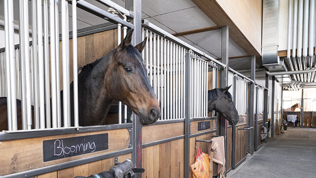 Équitation