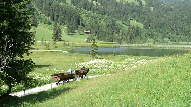 Promenades en calèches