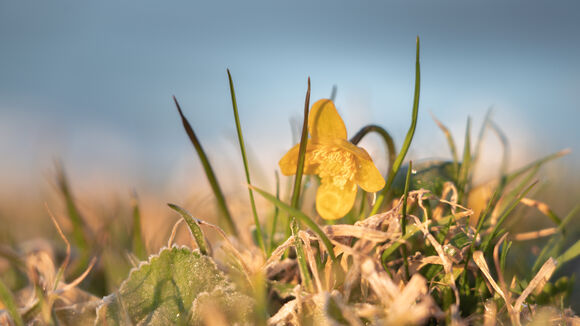 Ein einzelnes Butterblümchen, welches seinen Weg aus dem Frost macht